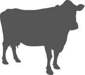 A cow is standing in front of a green background.