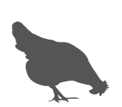 A silhouette of a chicken on a green background