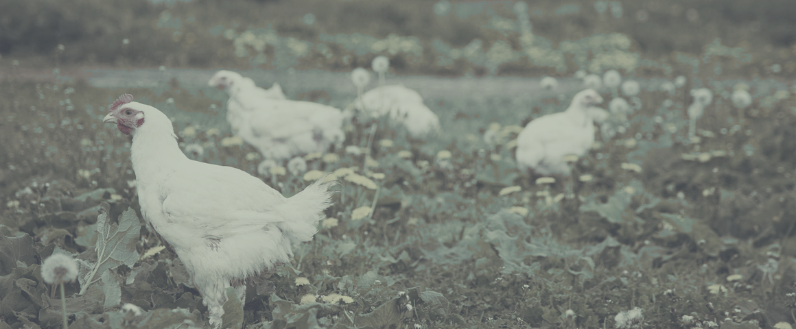 A black and white photo of some birds in the grass.