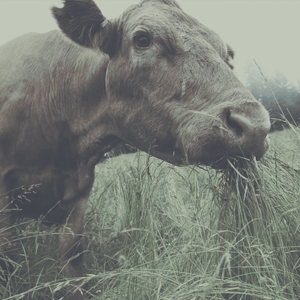 A cow is grazing in tall grass on the field.